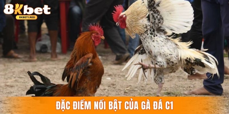 Các chiến kê trong gà chọi C1 sở hữu lối đá kỹ thuật cao