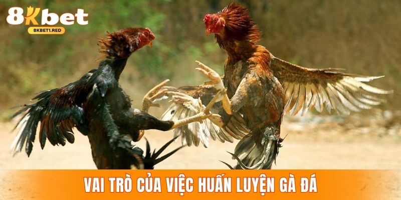 Chiến kê đấu C1 chủ yếu dựa vào việc được huấn luyện